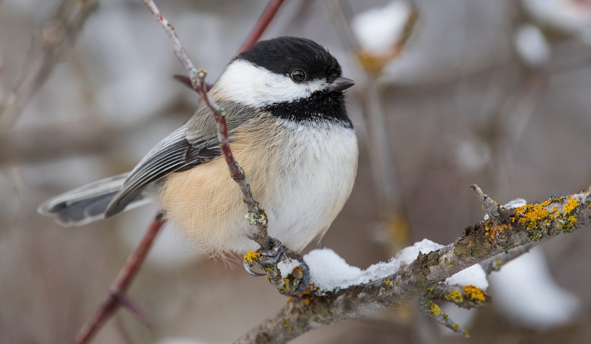 Black-capped Chickadee - ML199969591