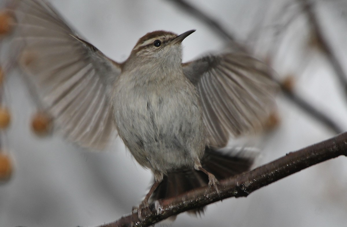 Bewick's Wren - Tripp Davenport