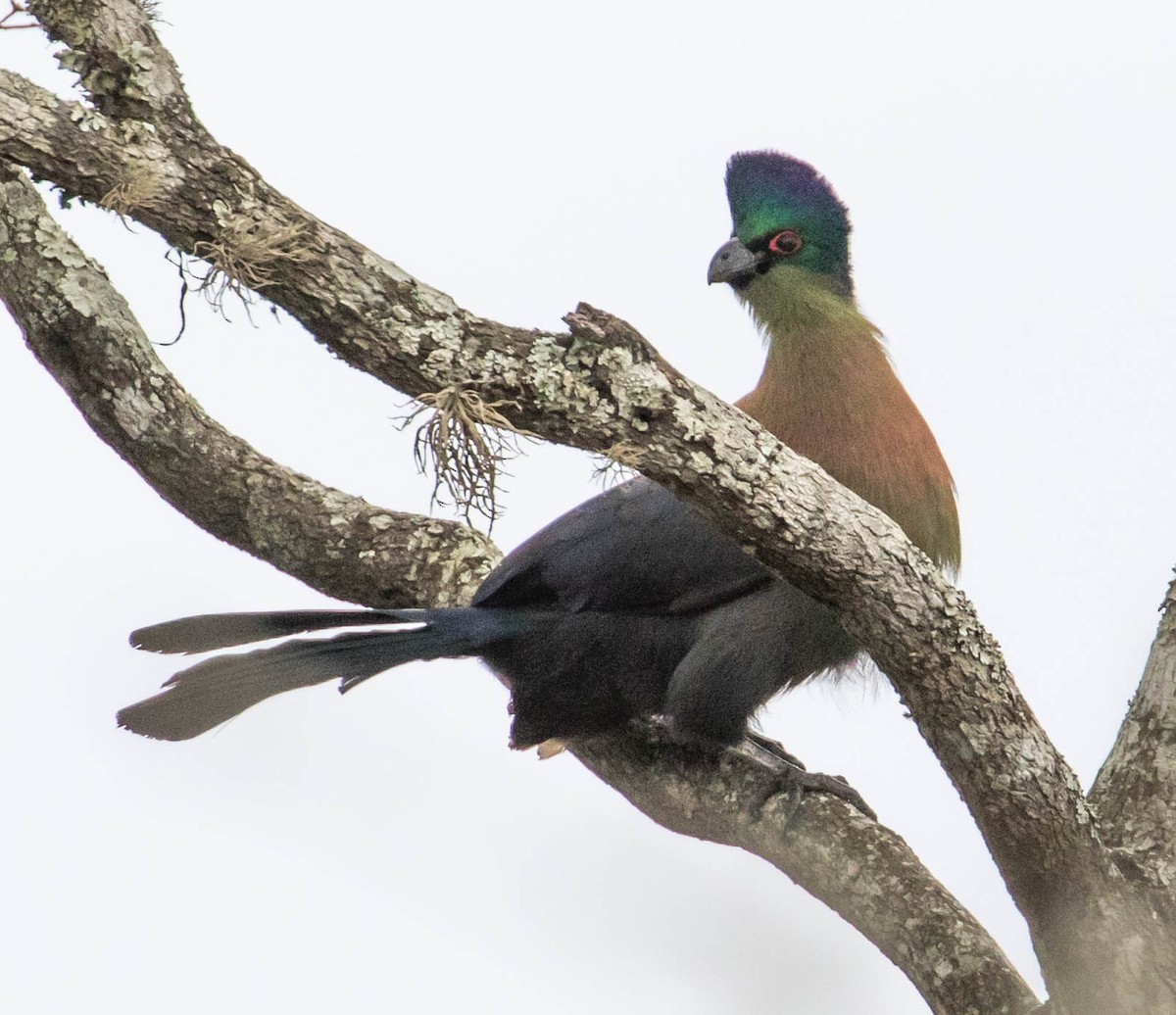 Purple-crested Turaco - ML199971321