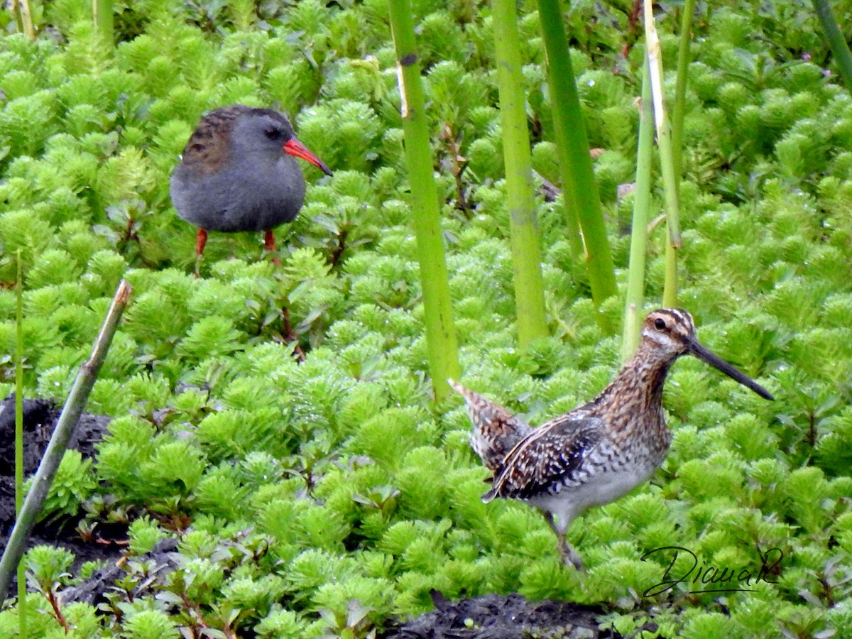 Wilson's Snipe - ML199971561