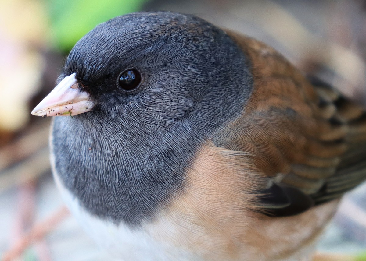 Dark-eyed Junco - Steve Tucker