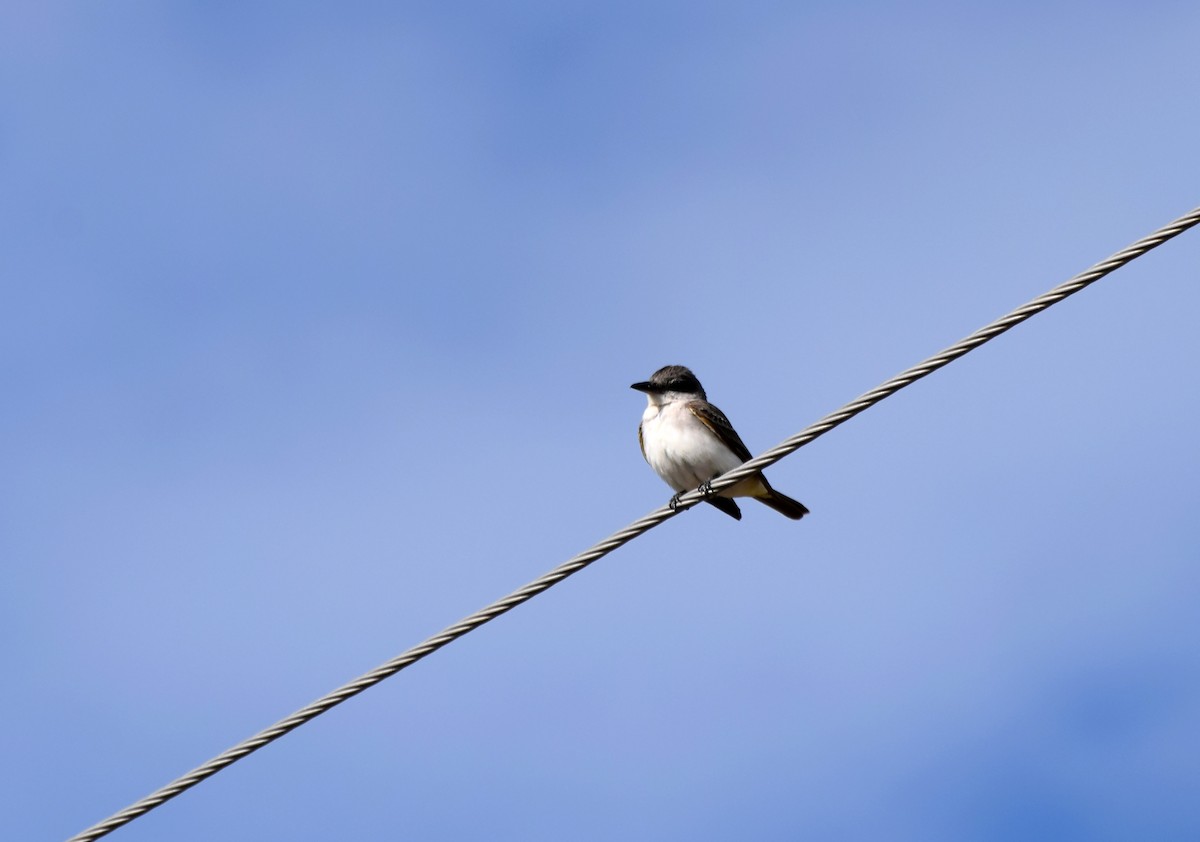 Gray Kingbird - ML199972931