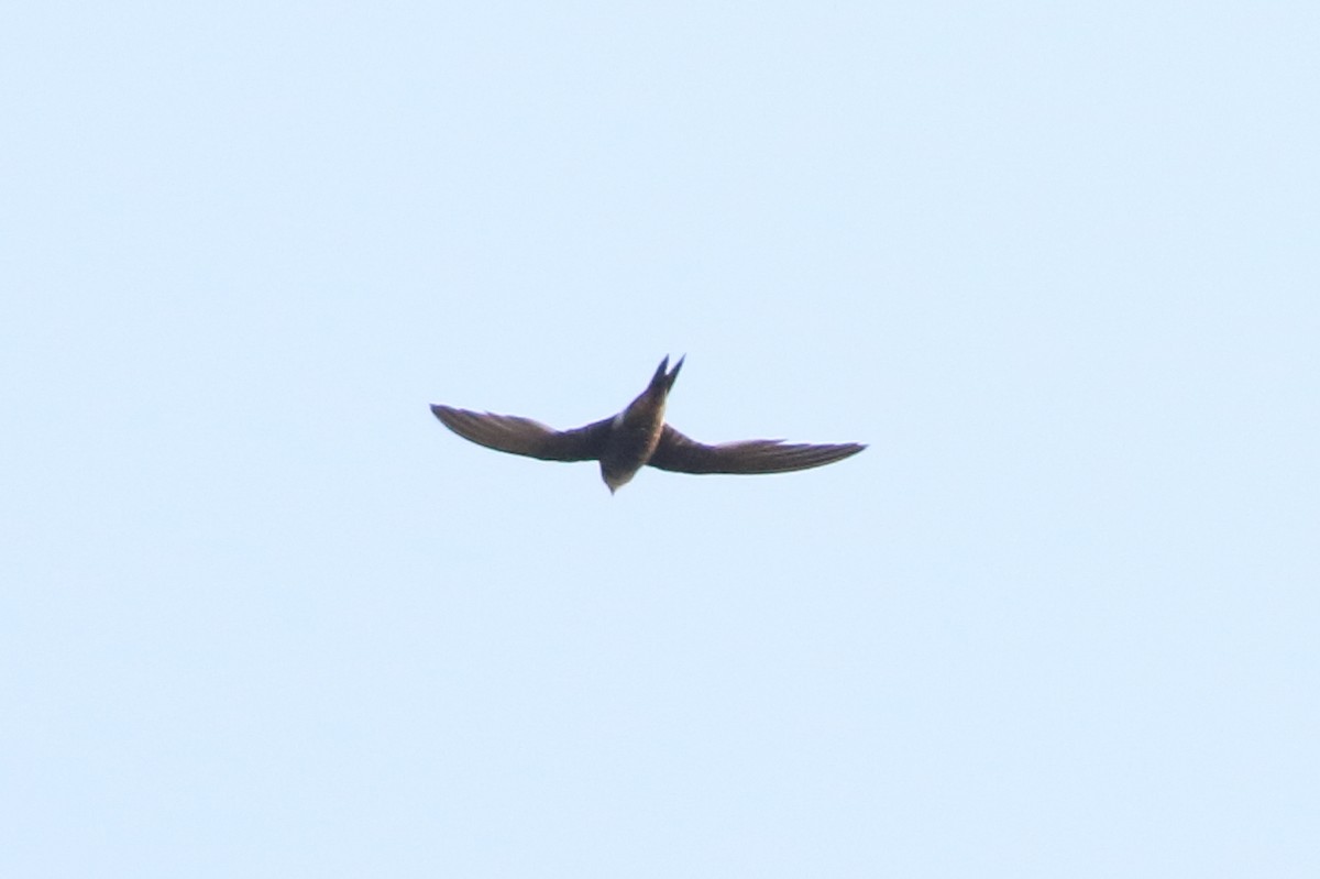 Pacific Swift - ML199973121