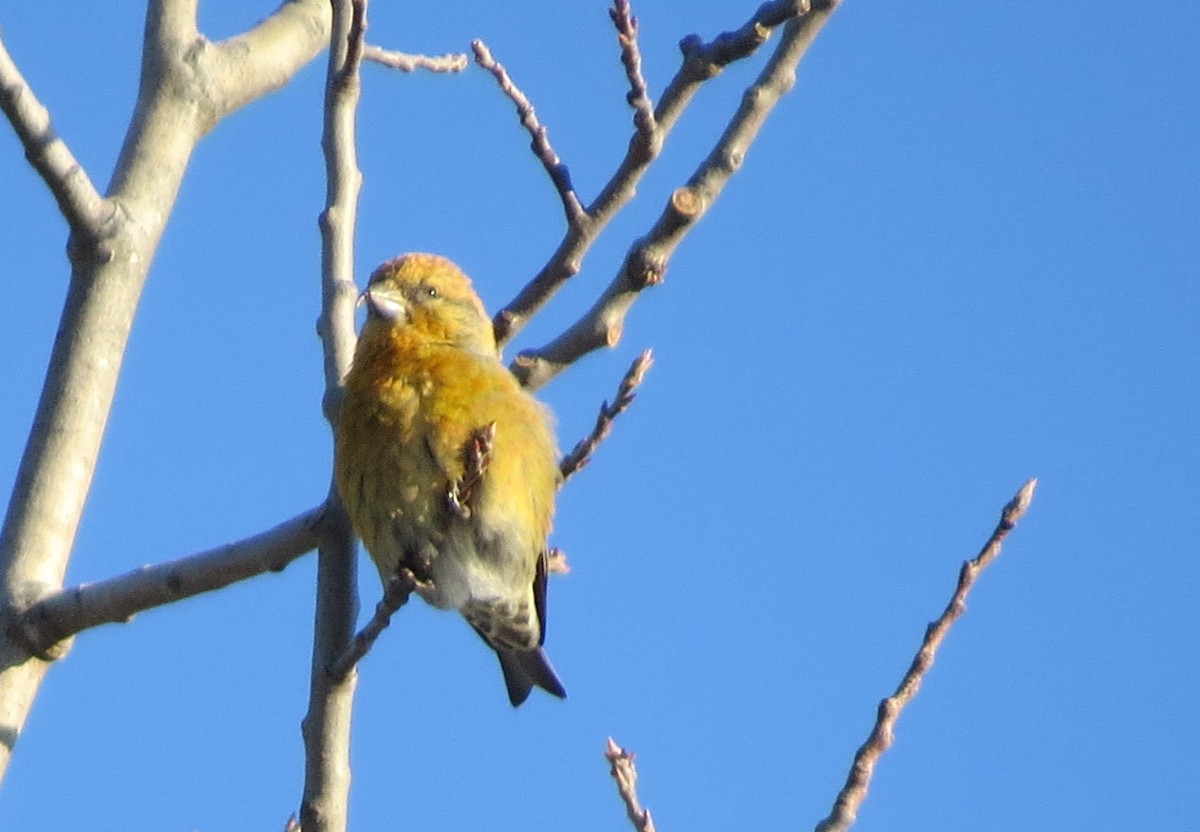 Red Crossbill - ML199973801