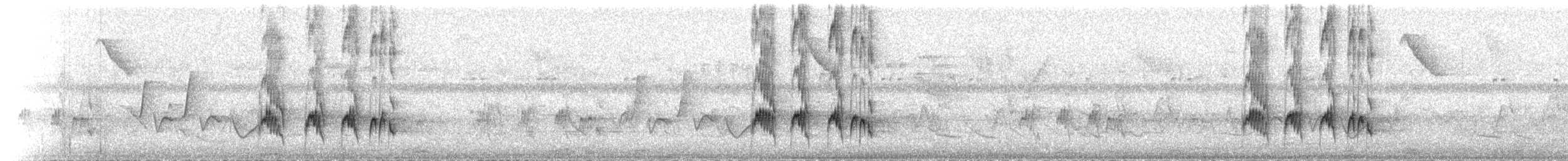 Büyük Antil Tiranı [caudifasciatus grubu] - ML199975