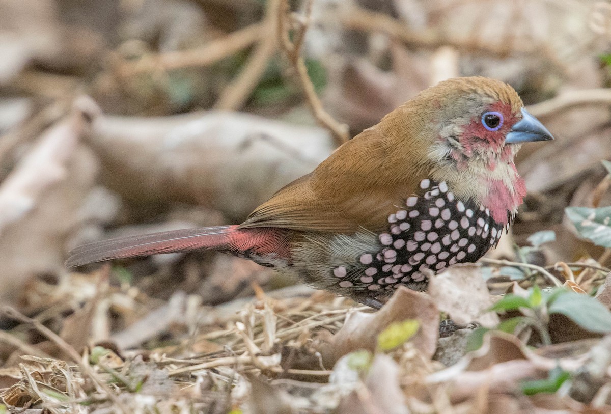 Pink-throated Twinspot - ML199976281