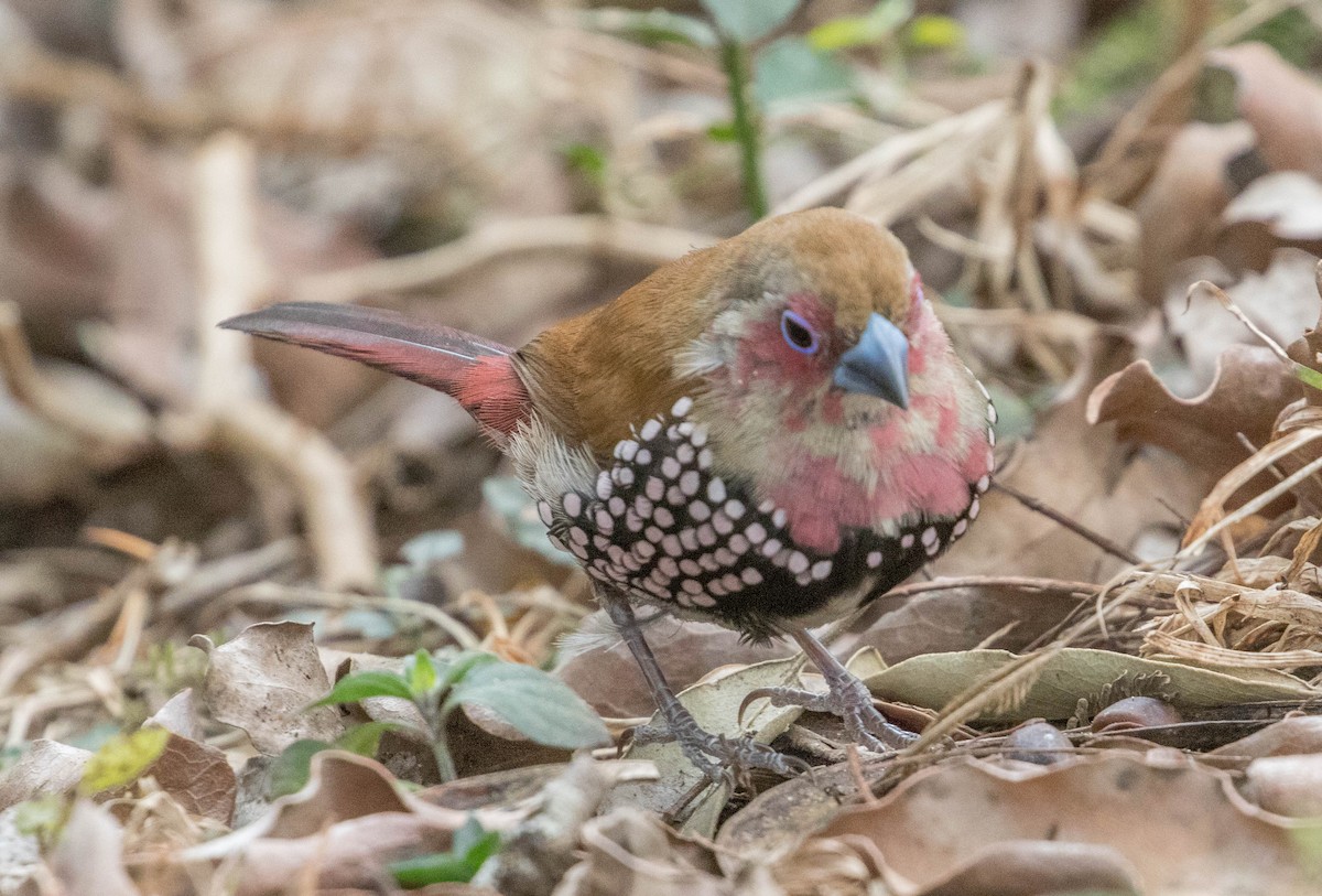 Pink-throated Twinspot - ML199976331