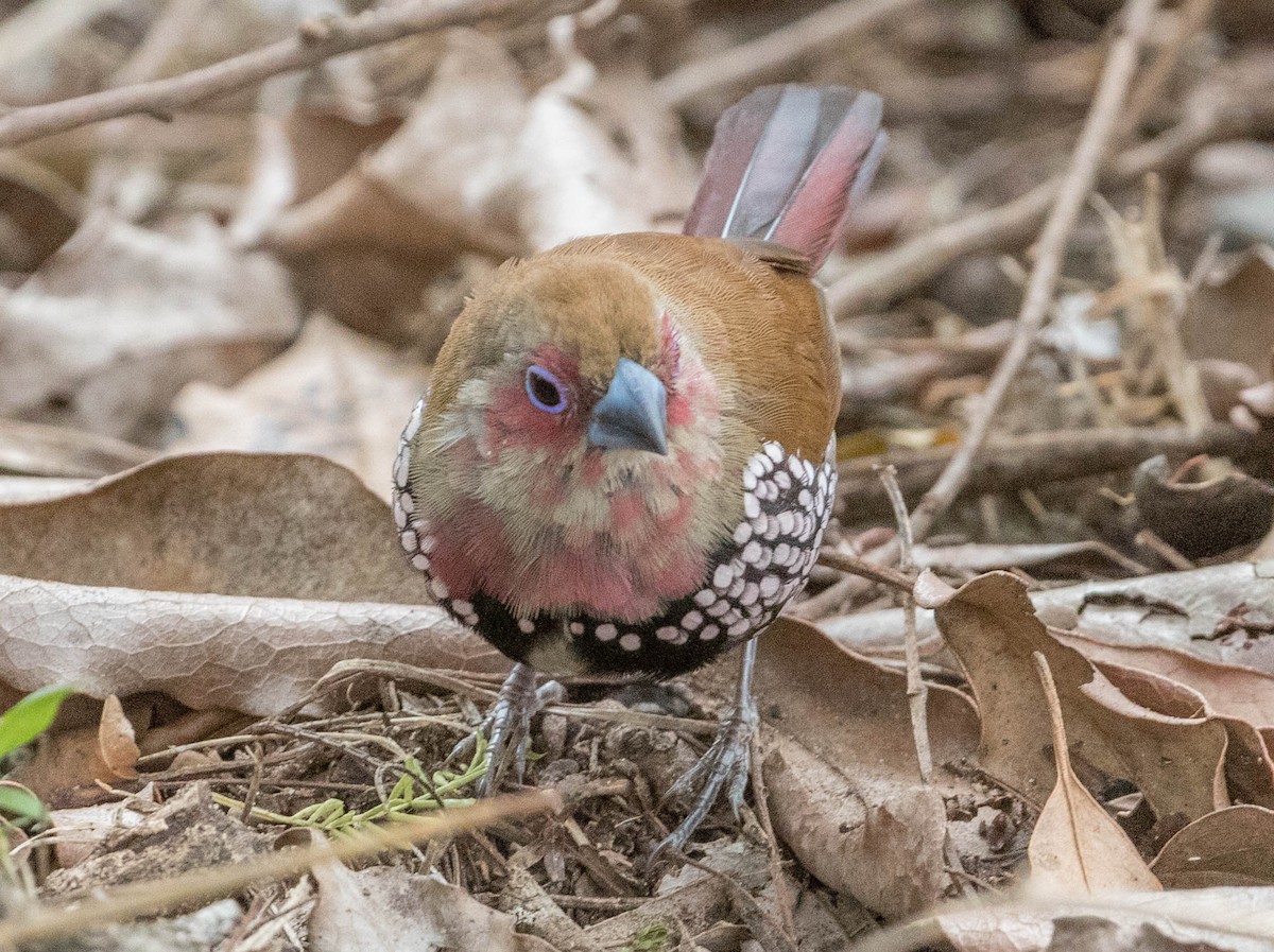 Pink-throated Twinspot - ML199976371