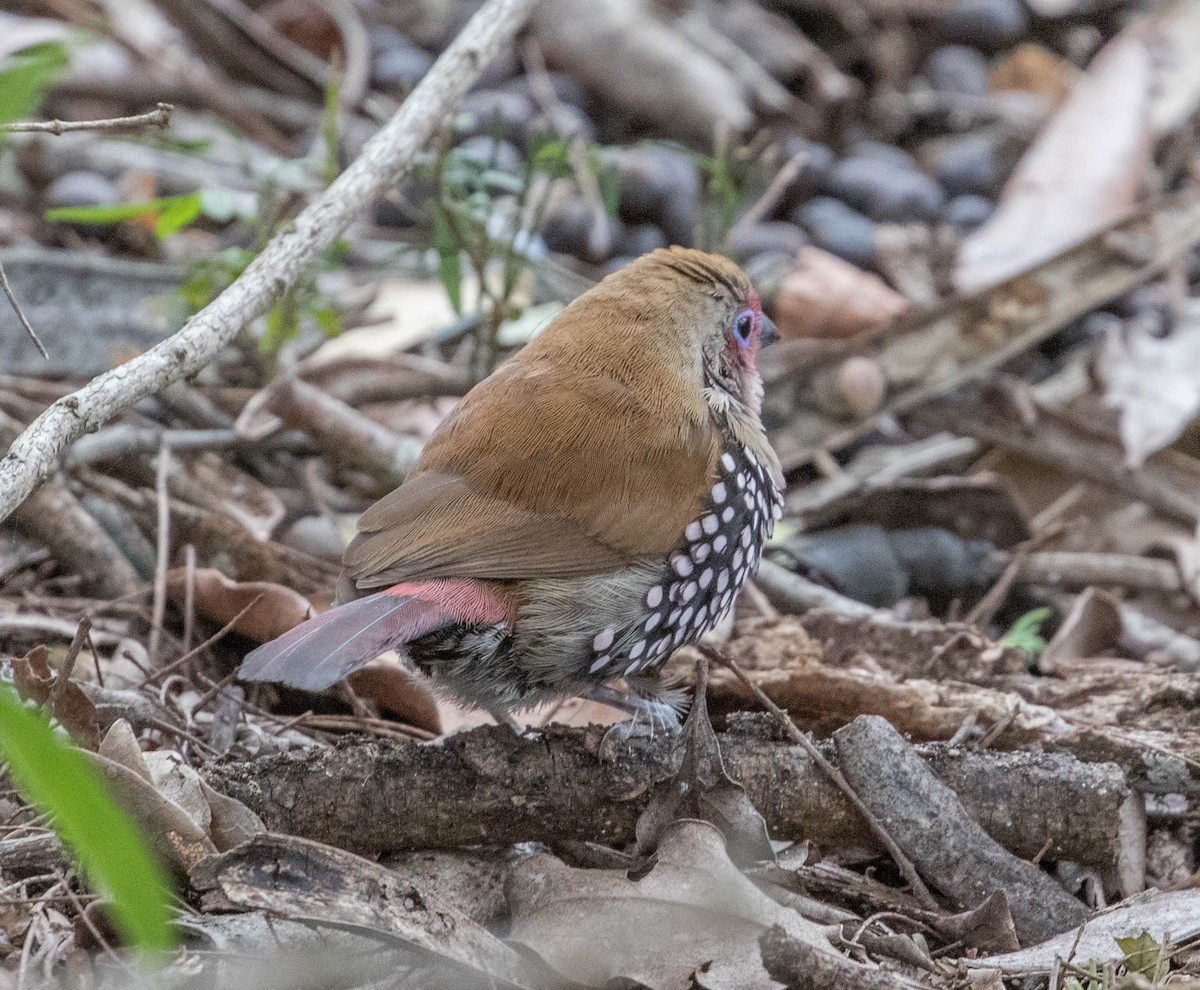 Pink-throated Twinspot - ML199976411