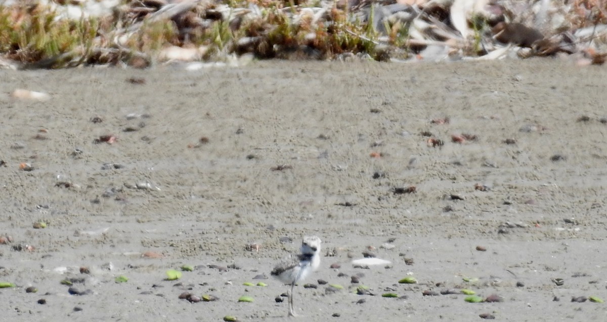 Wilson's Plover - ML199977171