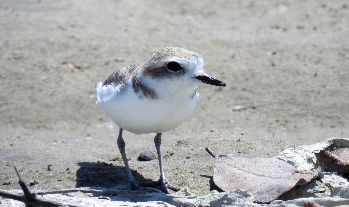 Snowy Plover - ML199977181