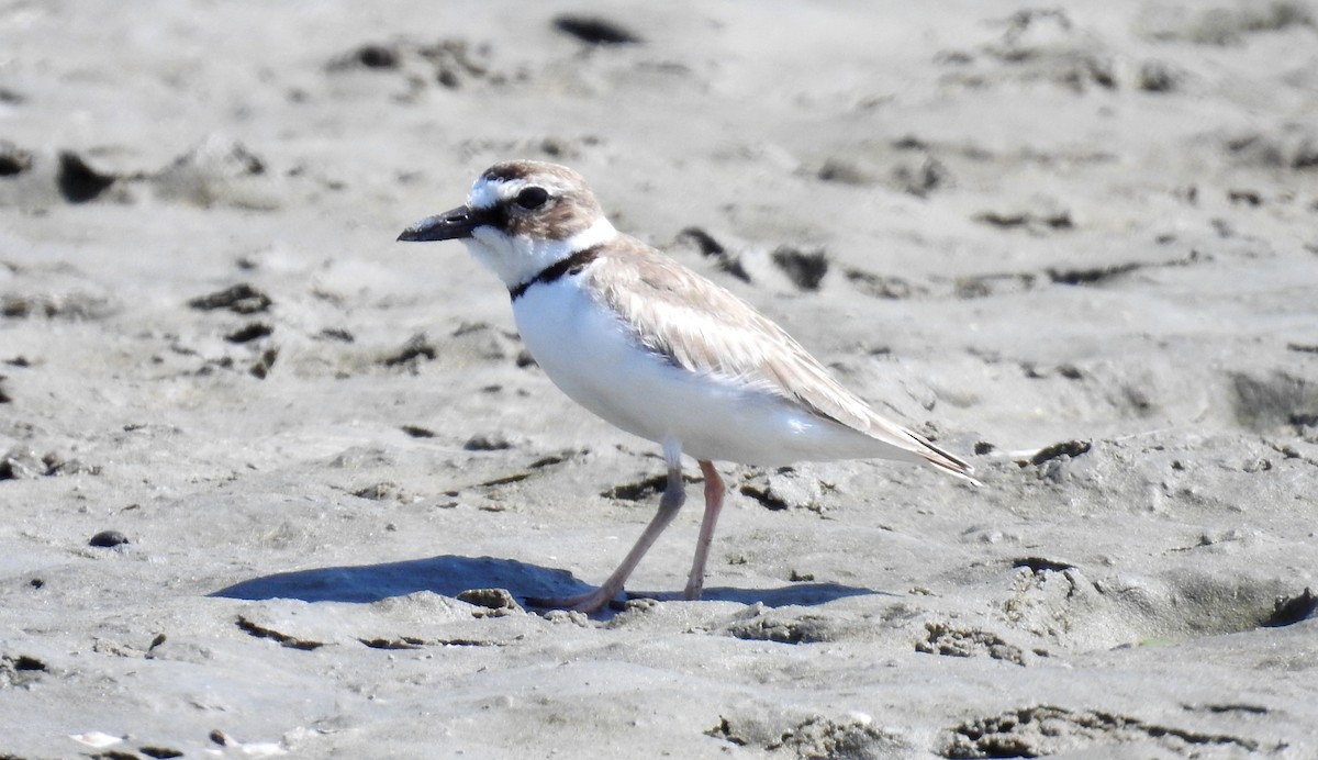 Wilson's Plover - Fernando Angulo - CORBIDI