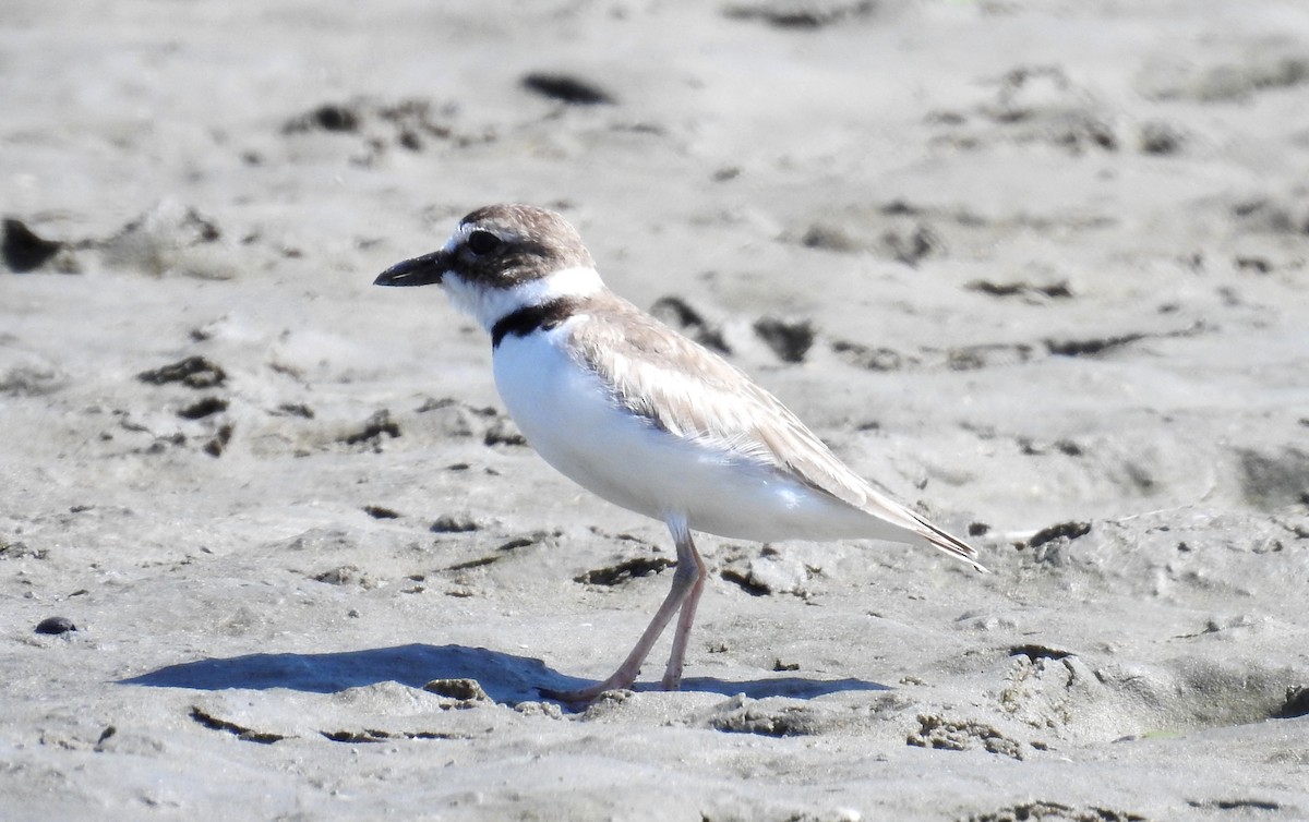 Wilson's Plover - ML199977251