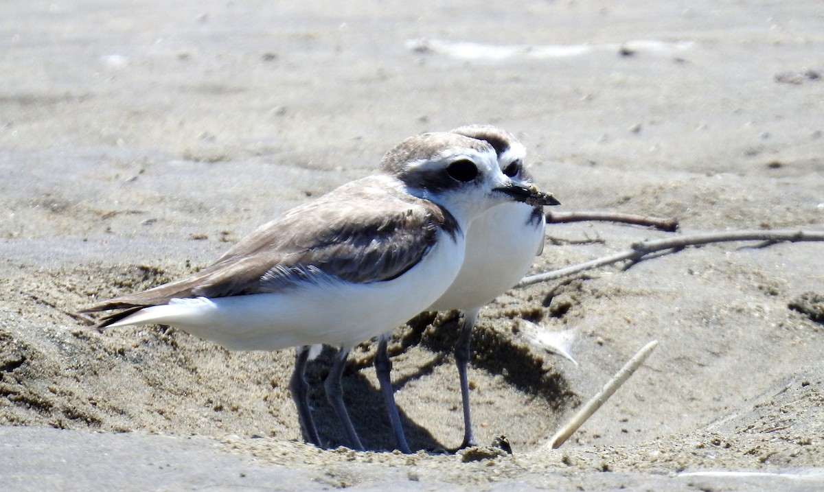 Snowy Plover - ML199977261