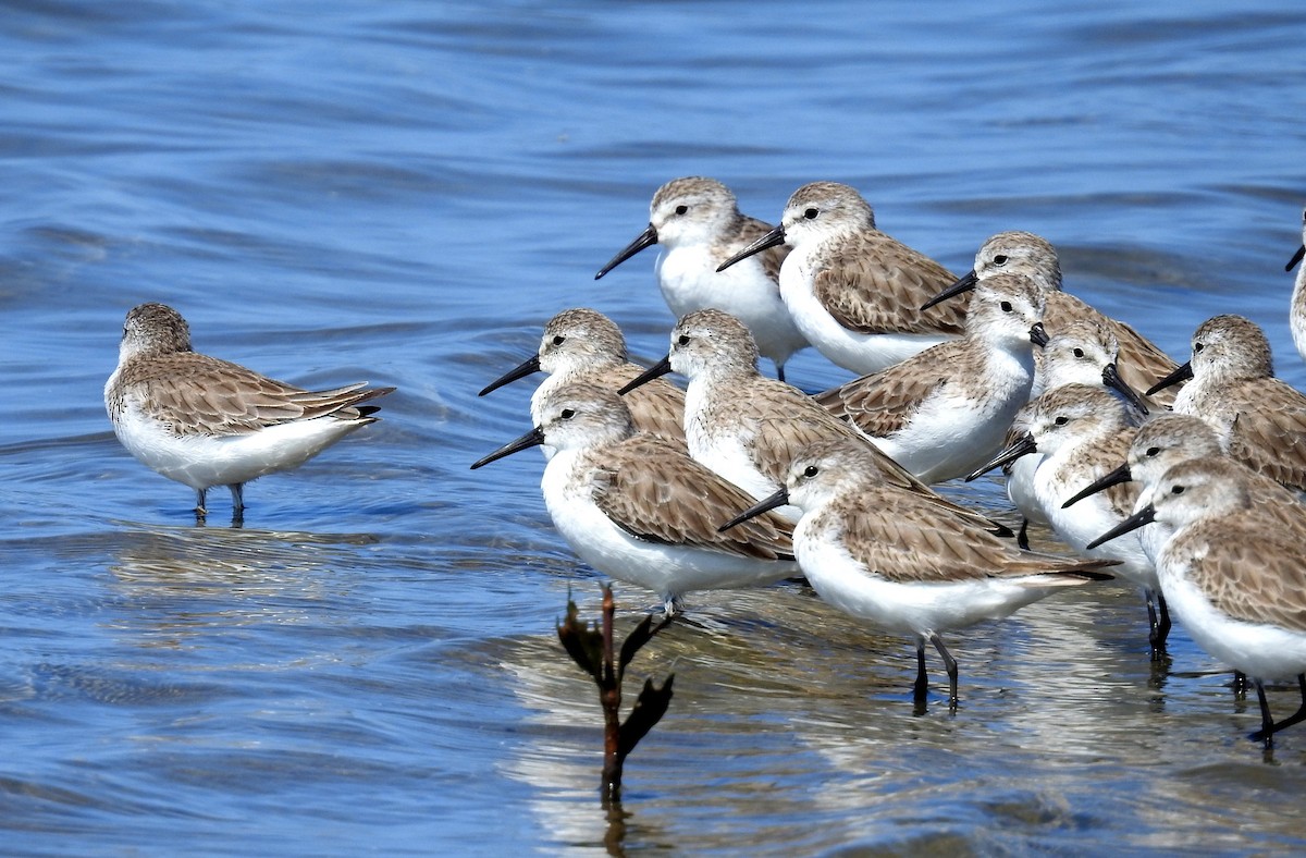 Western Sandpiper - ML199977371