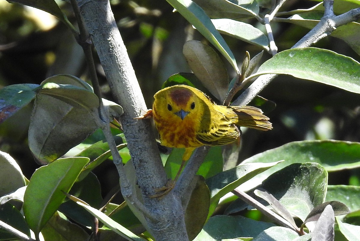 Yellow Warbler - ML199977471