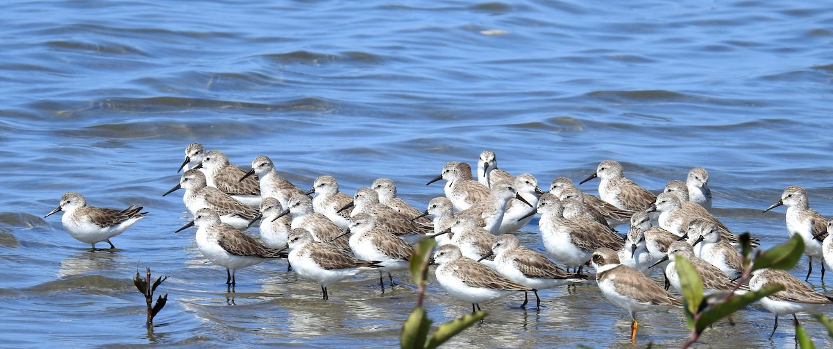 Western Sandpiper - ML199977481