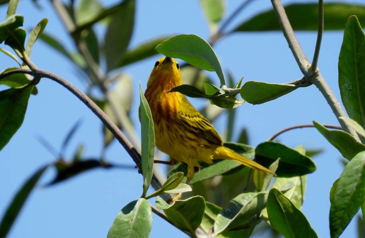 Yellow Warbler - ML199977531