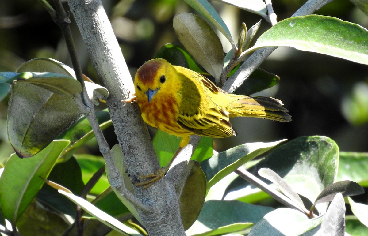 Yellow Warbler - ML199977571