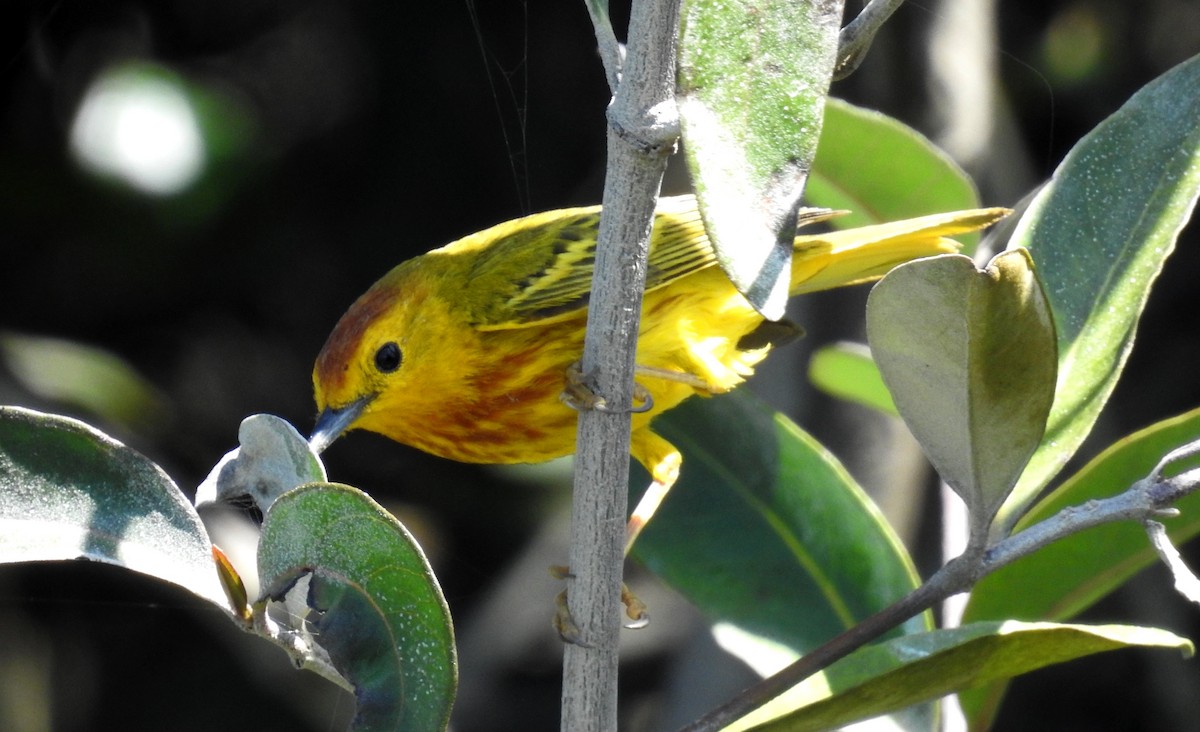 Yellow Warbler - ML199977581