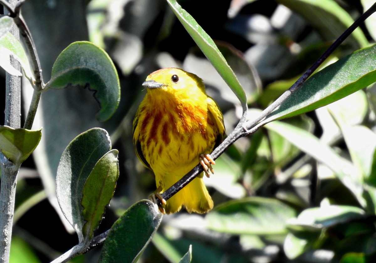 Yellow Warbler - Fernando Angulo - CORBIDI