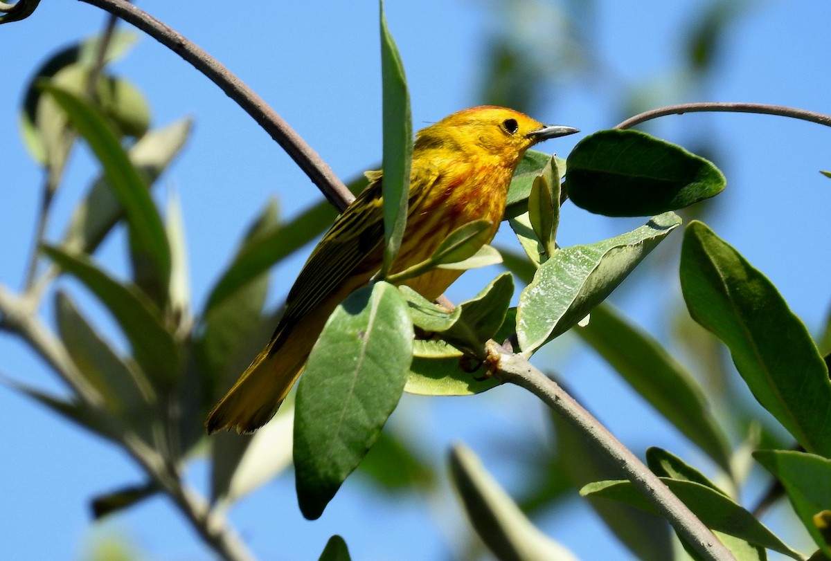 Yellow Warbler - Fernando Angulo - CORBIDI