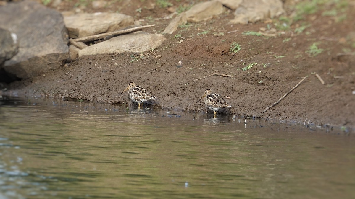 Latham's Snipe - ML199978351