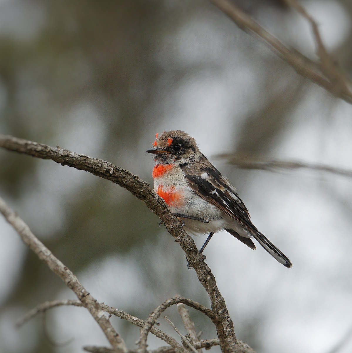 Red-capped Robin - ML199978511