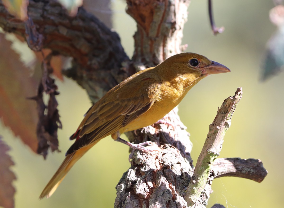 Summer Tanager - Maria Pacheco