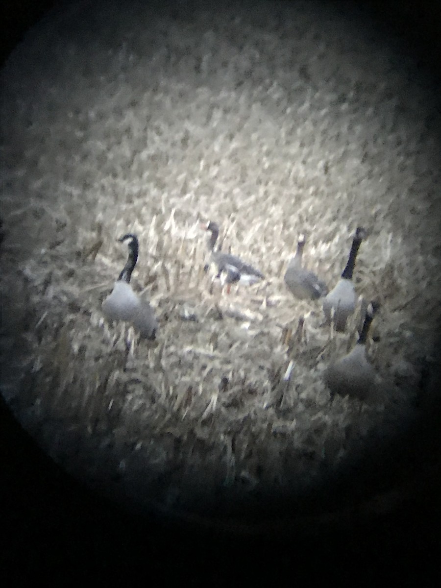 Greater White-fronted Goose - ML199978881