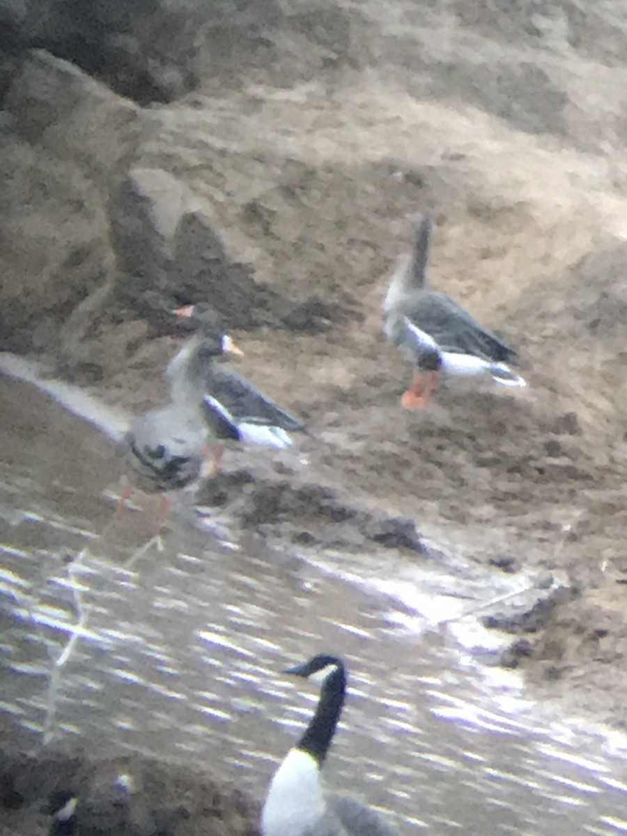 Greater White-fronted Goose - Wyatt Flood