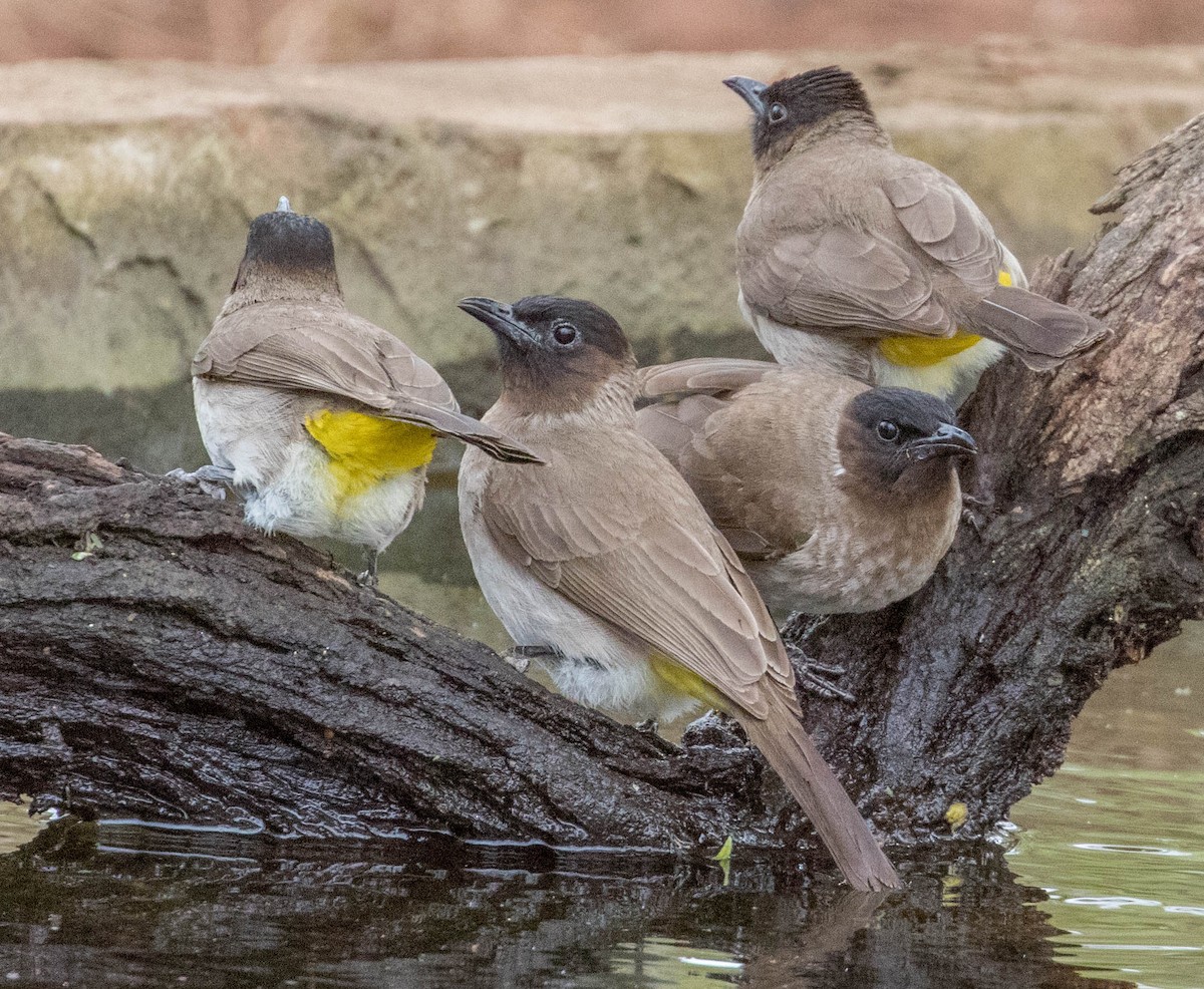 Bulbul des jardins (groupe tricolor) - ML199980211