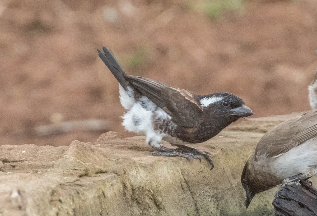 White-eared Barbet - ML199980281