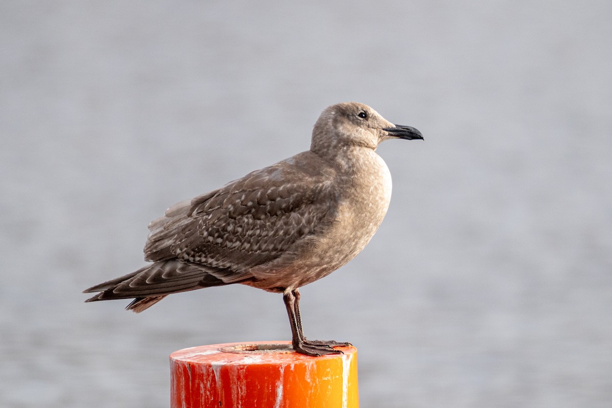 Glaucous-winged Gull - Ken Drozd