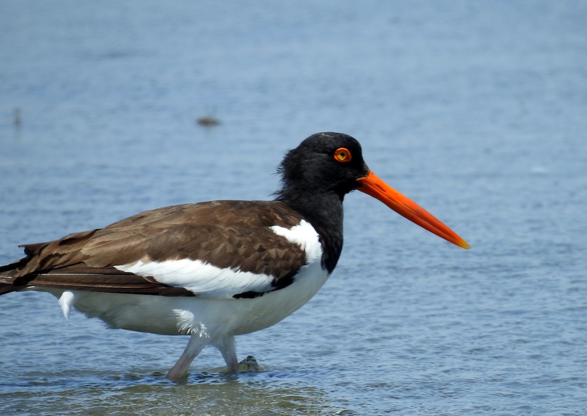 American Oystercatcher - ML199981431