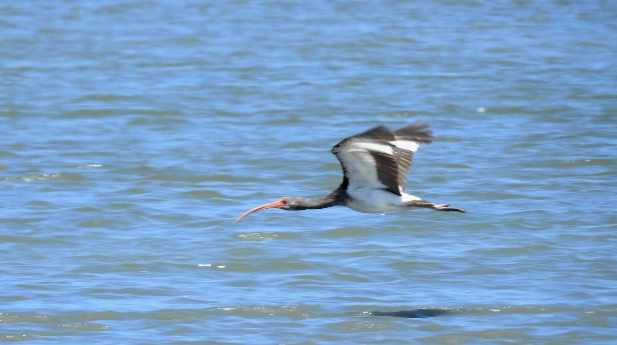 ibis bílý - ML199981461