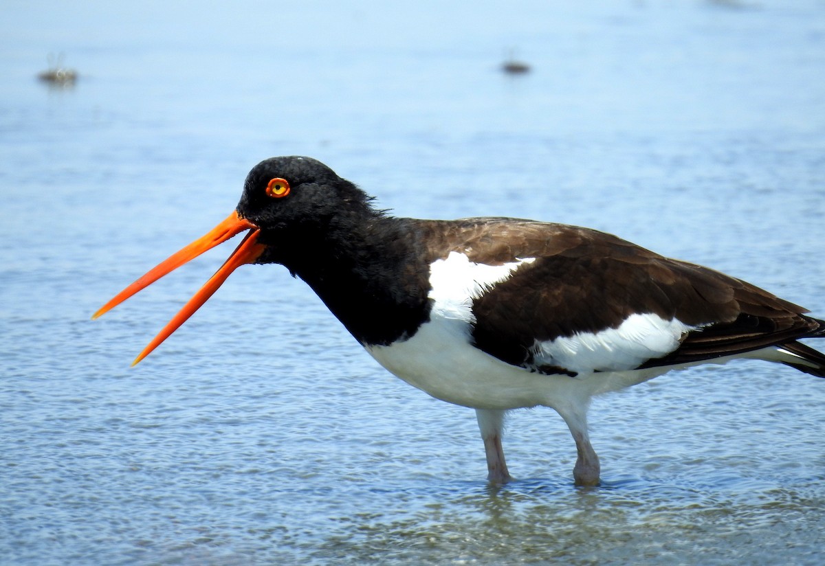 American Oystercatcher - ML199981471