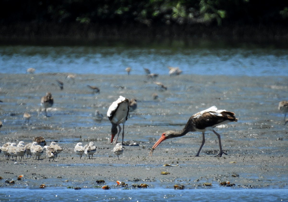 Ibis Blanco - ML199981511