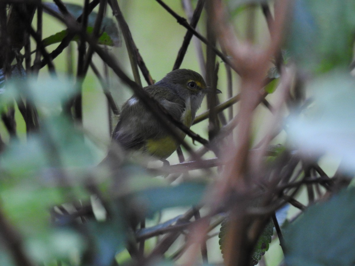 Ak Gözlü Vireo - ML199982191