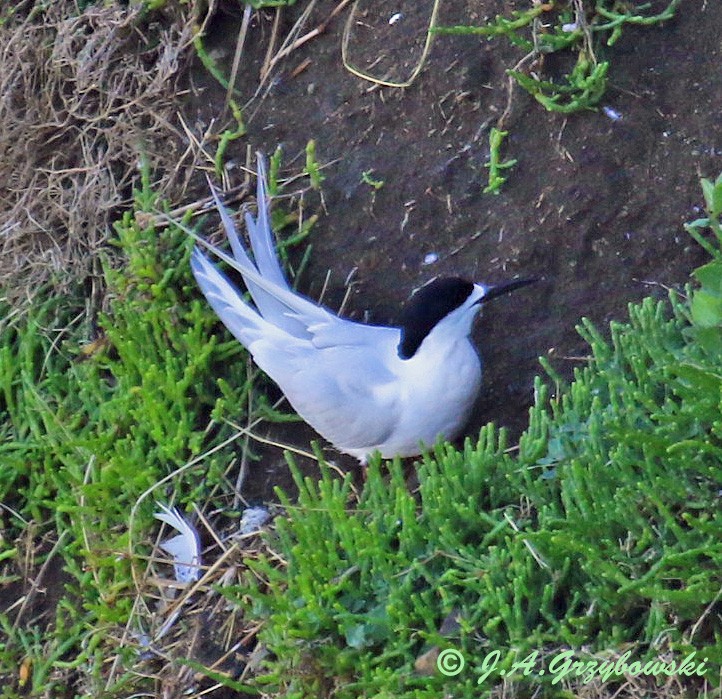 White-fronted Tern - Joe Grzybowski