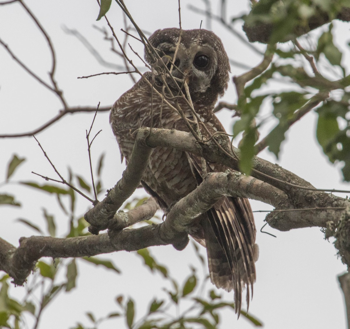 African Wood-Owl - ML199982471