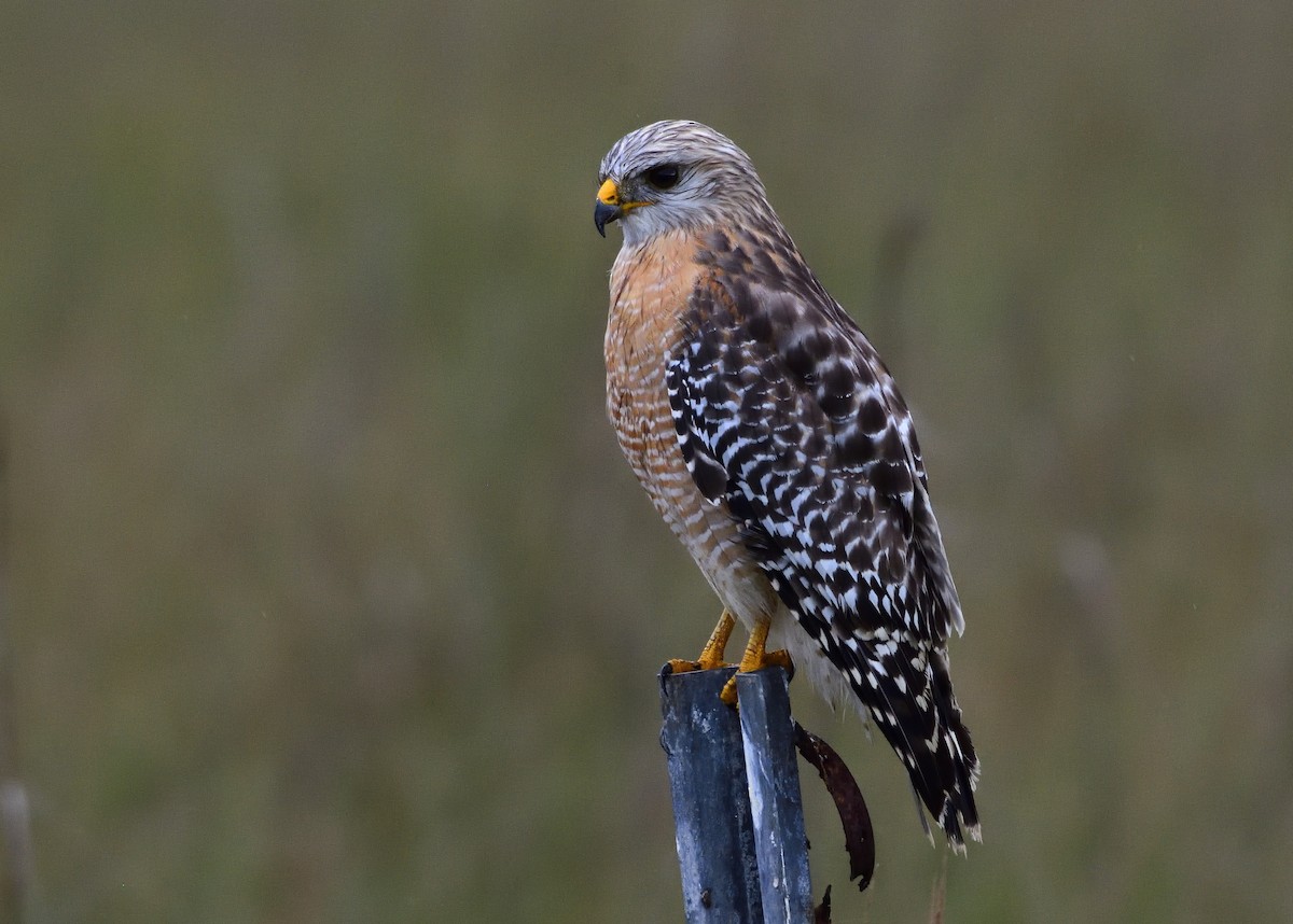 Red-shouldered Hawk - Ad Konings