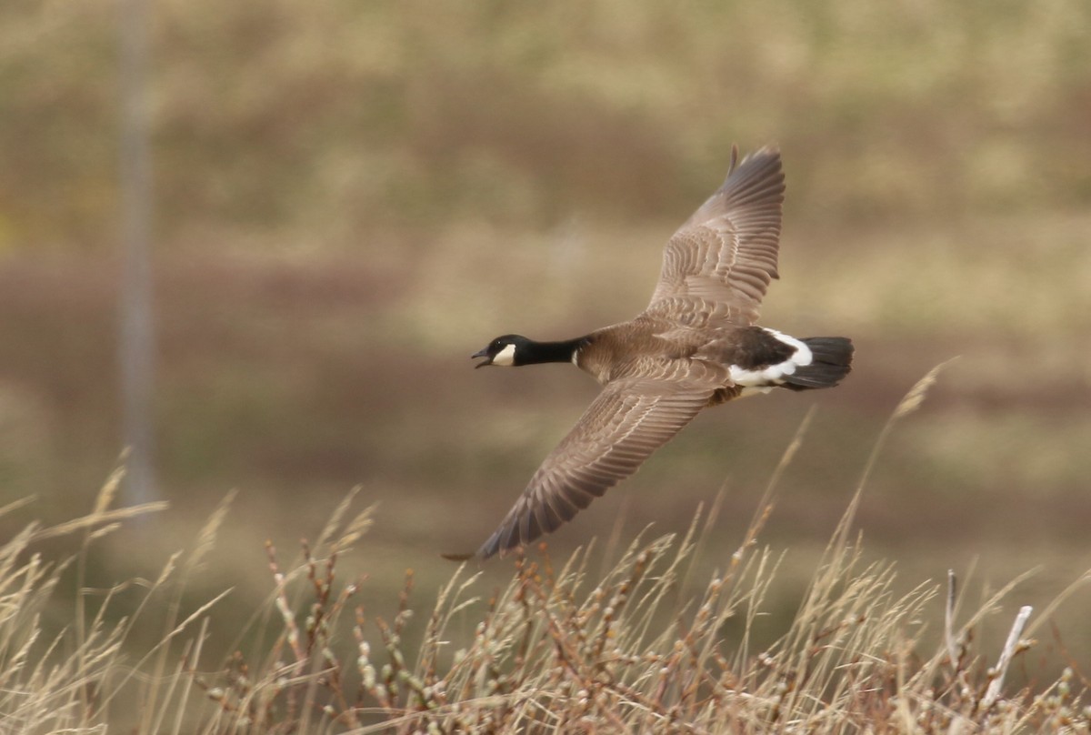Cackling Goose (Aleutian) - ML199983991