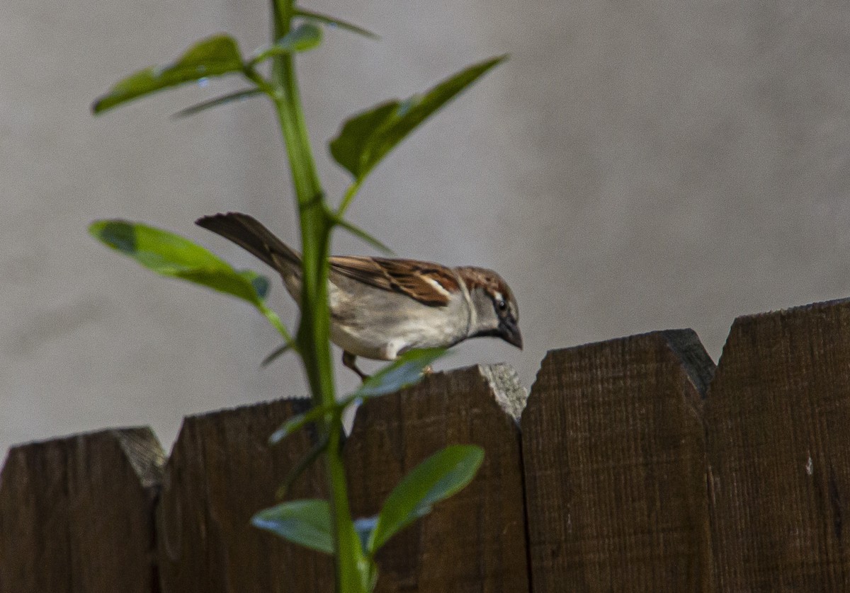 House Sparrow - ML199984211