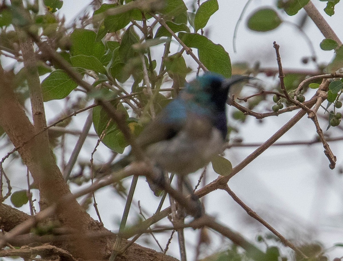 White-breasted Sunbird - Robert Bochenek