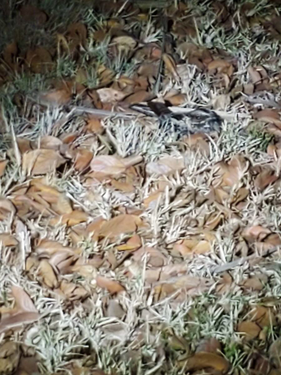 Fiery-necked Nightjar - Robert Bochenek