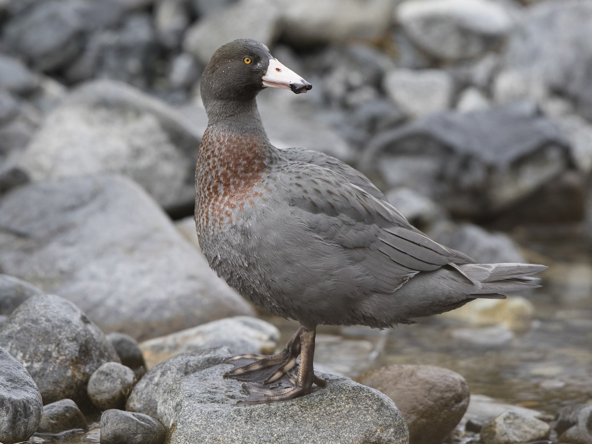 Blue Duck - Hymenolaimus malacorhynchos - Birds of the World
