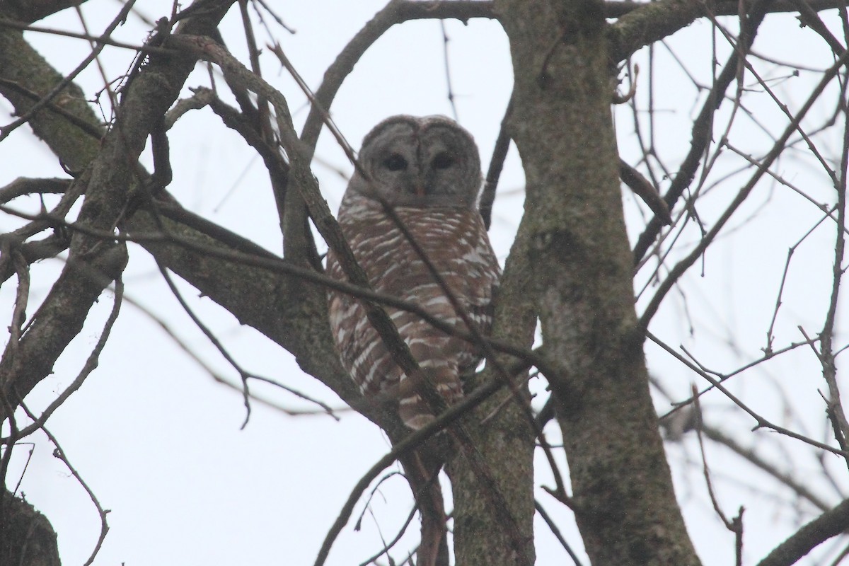 Barred Owl - ML199986661