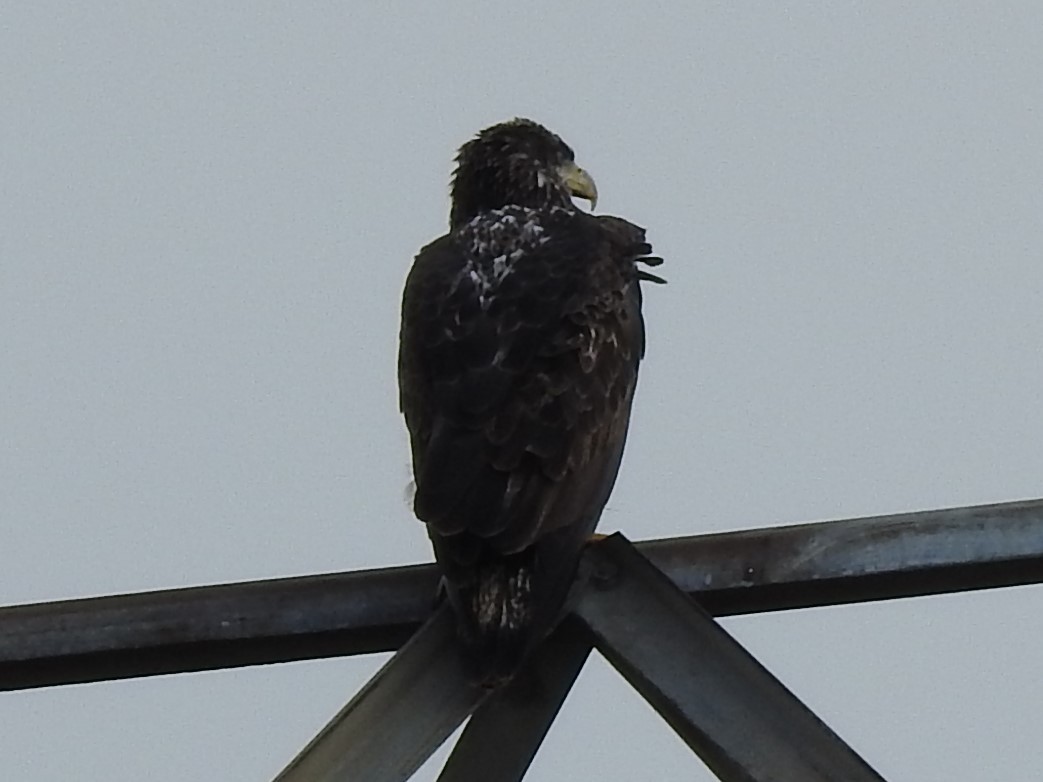 Bald Eagle - ML199988031
