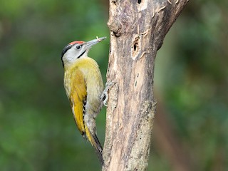 ヤマゲラ（guerini グループ） - eBird
